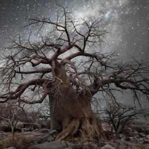 Arbre sans feuilles dans nuit