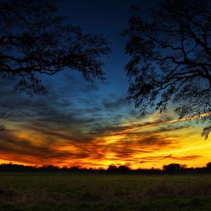 Crépuscule sur arbres sombres