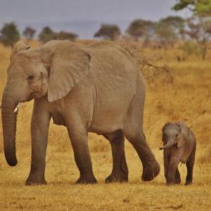 Eléphant et son petit