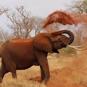 Eléphant jouant avec terre rouge