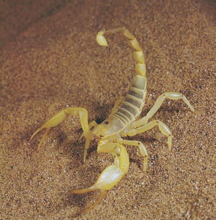 Scorpion doré