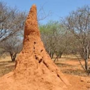 Termitière Namibie